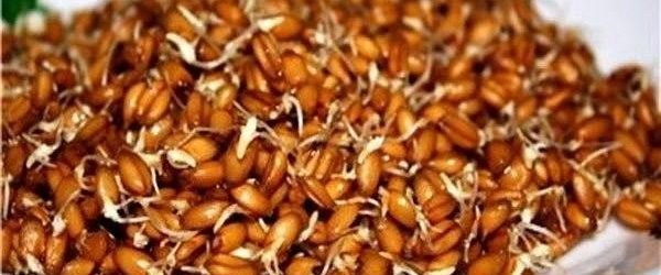 ПРОРОСЛА ПШЕНИЦЯ ЛІКУЄ ВЕСЬ ОРГАНІЗМ