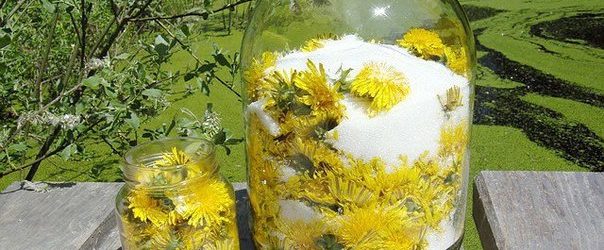 Рецепти лікування кульбабою