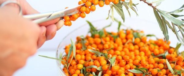 З користю для шлунка та імунітету.
