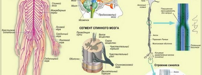 Що любить і не любить нервова система