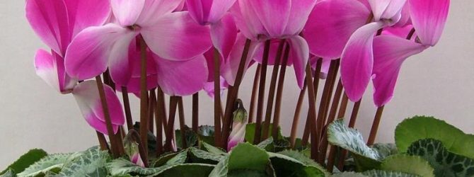 Корисні властивості цикламена: застосування в медицині і косметології