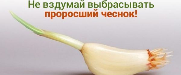 Ніколи не викидайте полежавший пророслий часник.