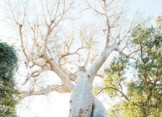 Comprensione della relazione appiccicosa: cause, comportamenti e soluzioni