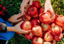 Jak wybrać idealne jabłko: przewodnik po słodyczy i chrupiącej konsystencji