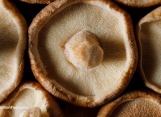 Hongos medicinales y cáncer: separando el entusiasmo de la esperanza