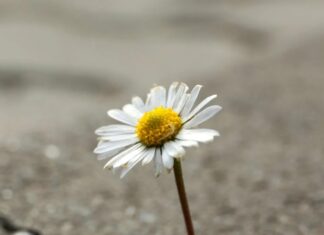 Aprovechar el poder del eustrés: cómo el estrés positivo puede mejorar su bienestar