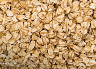 Kontaminace plísní v běžných potravinách: Rizika a strategie zmírňování