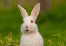 White Rabbit TikTok Trend: суворе нагадування про невизначеність життя
