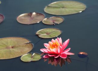 Meditatie voor moeders: kalmte vinden in de chaos