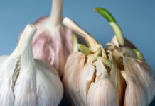 Пророслий Часник: Чи безпечно Його Є? Посібник зі Смаку та Зберігання