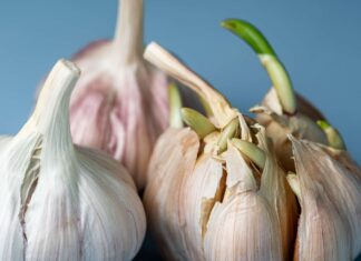Kecambah Bawang Putih: Amankah Dikonsumsi? Panduan Rasa dan Penyimpanan
