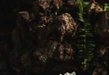 Рослинні Дієти та Здоров’я Серця: Чіткий Погляд на Докази